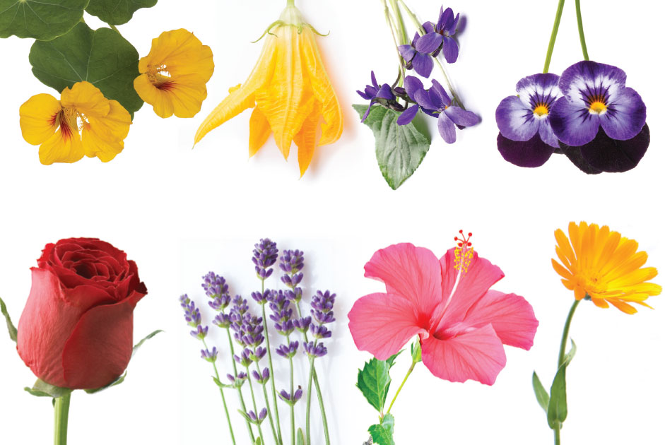 nibble clipart of flowers