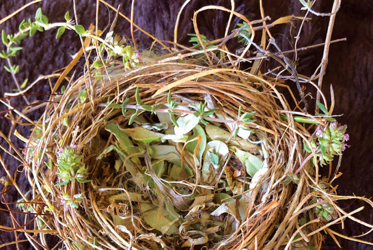 Feather Your Nest Forsyth Woman Magazine