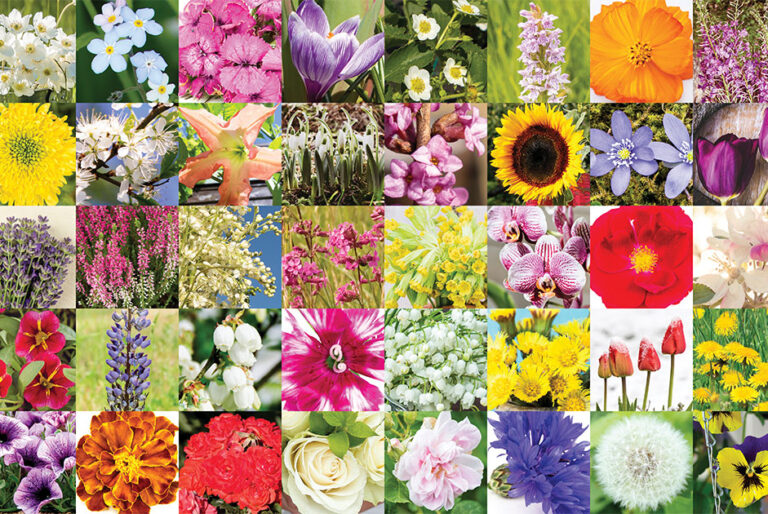 What Flower Best Captures Your Personality? Forsyth Woman Magazine